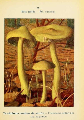 Reproducción/Reproduction 7831128174: Nouvel atlas de poche des champignons comestibles et vénéneux.. Paris,Léon Lhome,1911-1912.