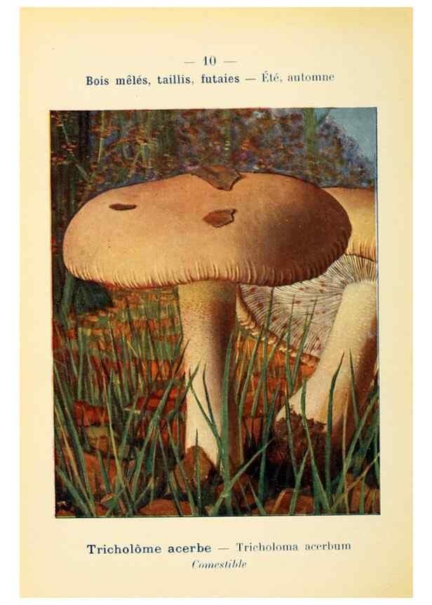 Reproducción/Reproduction 7831129340: Nouvel atlas de poche des champignons comestibles et vénéneux.. Paris,Léon Lhome,1911-1912.