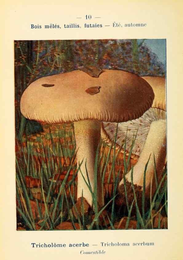 Reproducción/Reproduction 7831129340: Nouvel atlas de poche des champignons comestibles et vénéneux.. Paris,Léon Lhome,1911-1912.