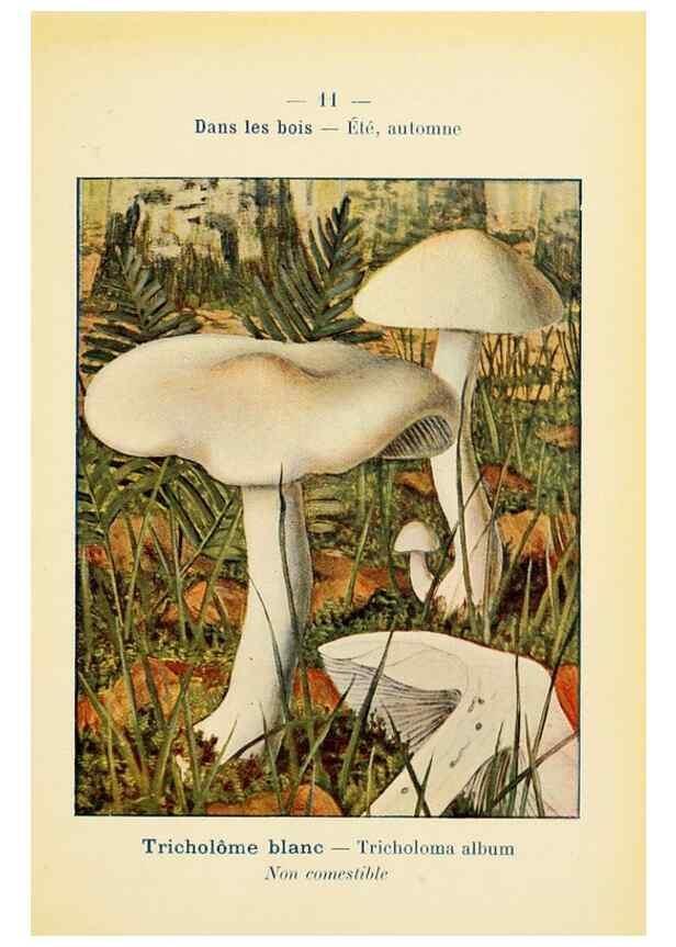 Reproducción/Reproduction 7831130952: Nouvel atlas de poche des champignons comestibles et vénéneux.. Paris,Léon Lhome,1911-1912.