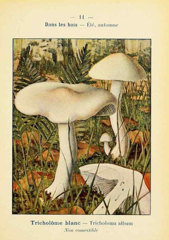 Reproducción/Reproduction 7831130952: Nouvel atlas de poche des champignons comestibles et vénéneux.. Paris,Léon Lhome,1911-1912.
