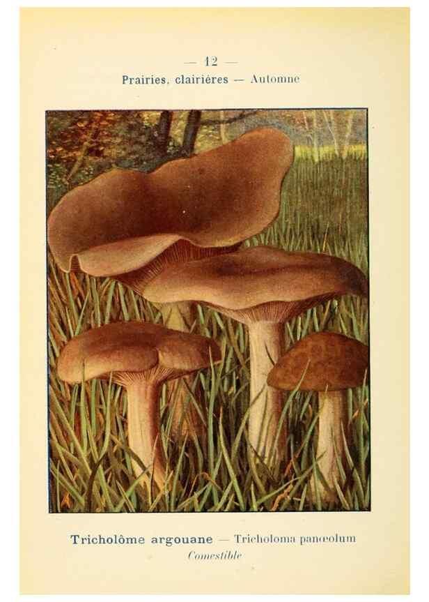 Reproducción/Reproduction 7831132712: Nouvel atlas de poche des champignons comestibles et vénéneux.. Paris,Léon Lhome,1911-1912.