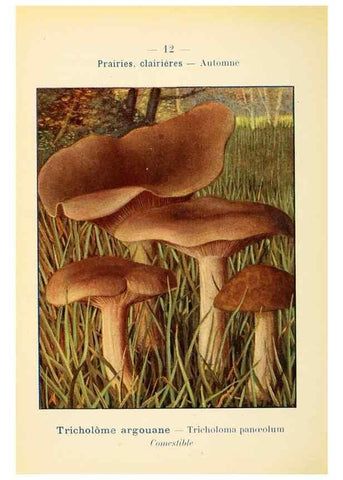 Reproducción/Reproduction 7831132712: Nouvel atlas de poche des champignons comestibles et vénéneux.. Paris,Léon Lhome,1911-1912.