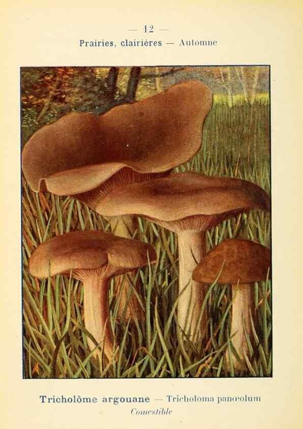 Reproducción/Reproduction 7831132712: Nouvel atlas de poche des champignons comestibles et vénéneux.. Paris,Léon Lhome,1911-1912.