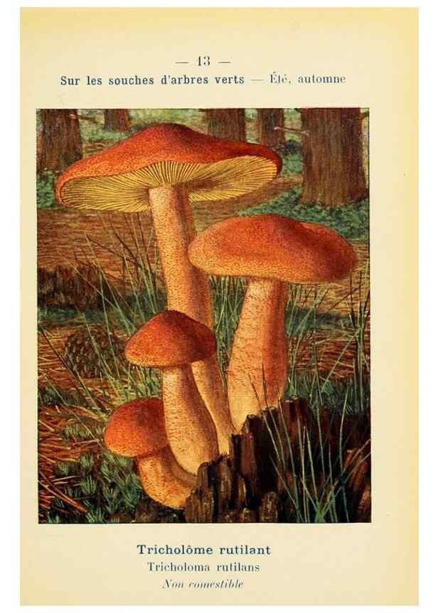 Reproducción/Reproduction 7831134088: Nouvel atlas de poche des champignons comestibles et vénéneux.. Paris,Léon Lhome,1911-1912.