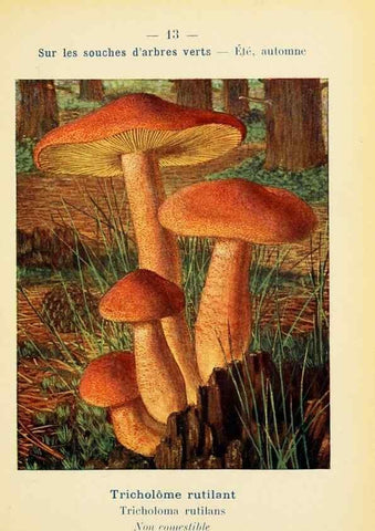 Reproducción/Reproduction 7831134088: Nouvel atlas de poche des champignons comestibles et vénéneux.. Paris,Léon Lhome,1911-1912.