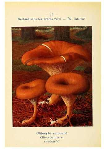 Reproducción/Reproduction 7831135372: Nouvel atlas de poche des champignons comestibles et vénéneux.. Paris,Léon Lhome,1911-1912.