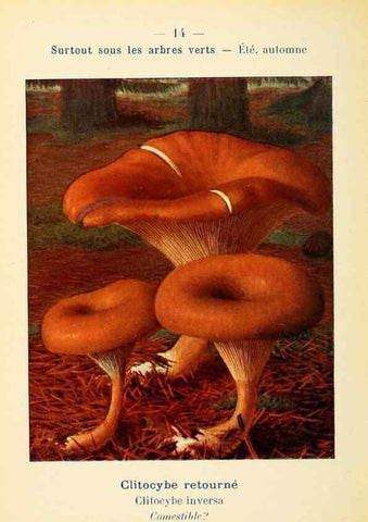 Reproducción/Reproduction 7831135372: Nouvel atlas de poche des champignons comestibles et vénéneux.. Paris,Léon Lhome,1911-1912.