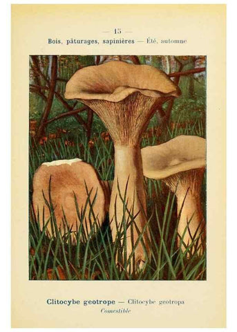 Reproducción/Reproduction 7831136824: Nouvel atlas de poche des champignons comestibles et vénéneux.. Paris,Léon Lhome,1911-1912.