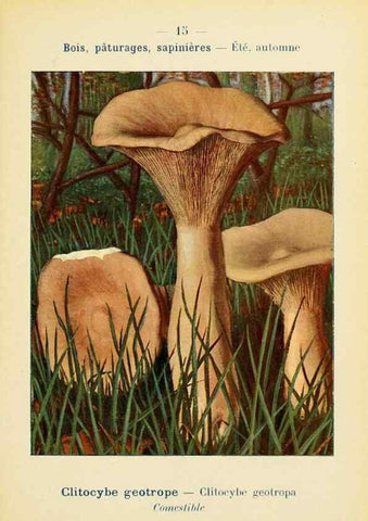 Reproducción/Reproduction 7831136824: Nouvel atlas de poche des champignons comestibles et vénéneux.. Paris,Léon Lhome,1911-1912.