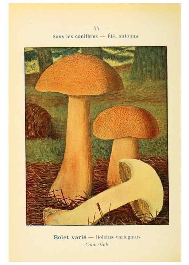 Reproducción/Reproduction 7831179662: Nouvel atlas de poche des champignons comestibles et vénéneux.. Paris,Léon Lhome,1911-1912.