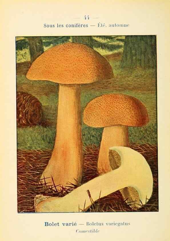 Reproducción/Reproduction 7831179662: Nouvel atlas de poche des champignons comestibles et vénéneux.. Paris,Léon Lhome,1911-1912.