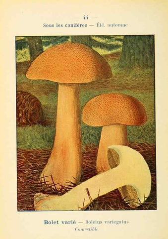Reproducción/Reproduction 7831179662: Nouvel atlas de poche des champignons comestibles et vénéneux.. Paris,Léon Lhome,1911-1912.