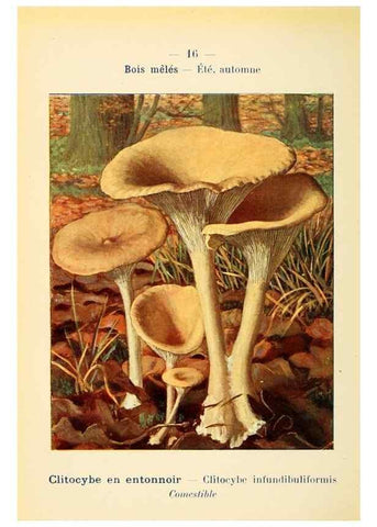Reproducción/Reproduction 7831138032: Nouvel atlas de poche des champignons comestibles et vénéneux.. Paris,Léon Lhome,1911-1912.