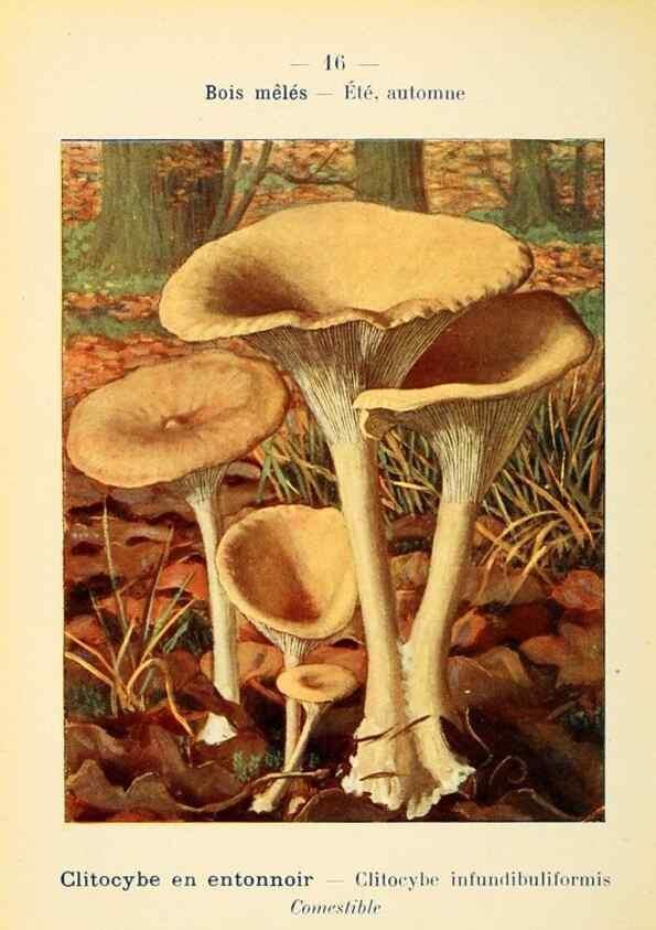 Reproducción/Reproduction 7831138032: Nouvel atlas de poche des champignons comestibles et vénéneux.. Paris,Léon Lhome,1911-1912.
