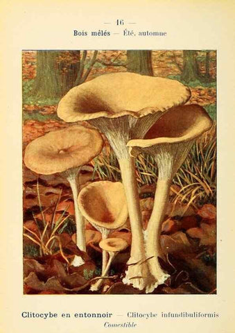 Reproducción/Reproduction 7831138032: Nouvel atlas de poche des champignons comestibles et vénéneux.. Paris,Léon Lhome,1911-1912.