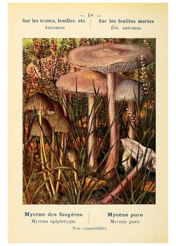 Reproducción/Reproduction 7831140668: Nouvel atlas de poche des champignons comestibles et vénéneux.. Paris,Léon Lhome,1911-1912.