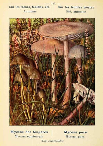 Reproducción/Reproduction 7831140668: Nouvel atlas de poche des champignons comestibles et vénéneux.. Paris,Léon Lhome,1911-1912.