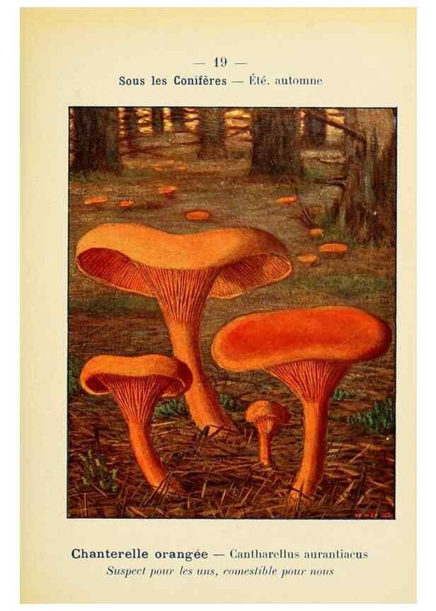 Reproducción/Reproduction 7831141900: Nouvel atlas de poche des champignons comestibles et vénéneux.. Paris,Léon Lhome,1911-1912.