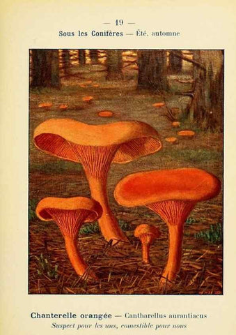 Reproducción/Reproduction 7831141900: Nouvel atlas de poche des champignons comestibles et vénéneux.. Paris,Léon Lhome,1911-1912.