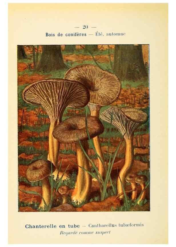 Reproducción/Reproduction 7831143412: Nouvel atlas de poche des champignons comestibles et vénéneux.. Paris,Léon Lhome,1911-1912.