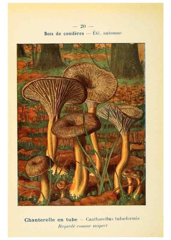 Reproducción/Reproduction 7831143412: Nouvel atlas de poche des champignons comestibles et vénéneux.. Paris,Léon Lhome,1911-1912.