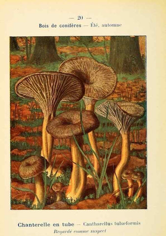 Reproducción/Reproduction 7831143412: Nouvel atlas de poche des champignons comestibles et vénéneux.. Paris,Léon Lhome,1911-1912.