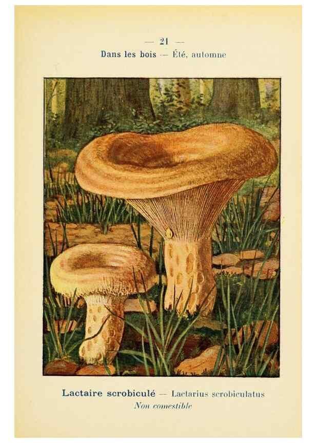 Reproducción/Reproduction 7831144734: Nouvel atlas de poche des champignons comestibles et vénéneux.. Paris,Léon Lhome,1911-1912.