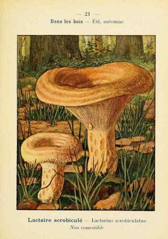 Reproducción/Reproduction 7831144734: Nouvel atlas de poche des champignons comestibles et vénéneux.. Paris,Léon Lhome,1911-1912.