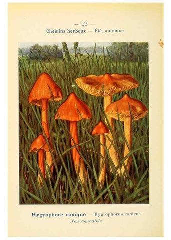Reproducción/Reproduction 7831146042: Nouvel atlas de poche des champignons comestibles et vénéneux.. Paris,Léon Lhome,1911-1912.