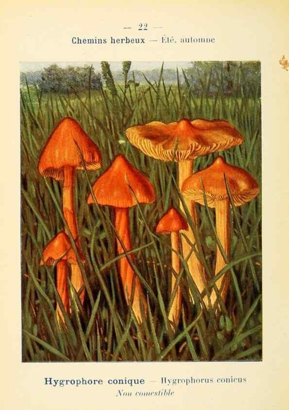 Reproducción/Reproduction 7831146042: Nouvel atlas de poche des champignons comestibles et vénéneux.. Paris,Léon Lhome,1911-1912.