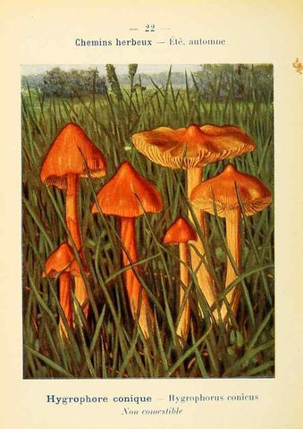 Reproducción/Reproduction 7831146042: Nouvel atlas de poche des champignons comestibles et vénéneux.. Paris,Léon Lhome,1911-1912.