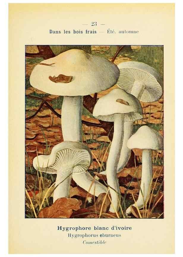 Reproducción/Reproduction 7831147682: Nouvel atlas de poche des champignons comestibles et vénéneux.. Paris,Léon Lhome,1911-1912.
