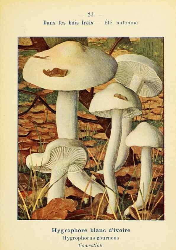 Reproducción/Reproduction 7831147682: Nouvel atlas de poche des champignons comestibles et vénéneux.. Paris,Léon Lhome,1911-1912.