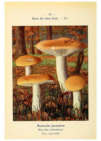Reproducción/Reproduction 7831149116: Nouvel atlas de poche des champignons comestibles et vénéneux.. Paris,Léon Lhome,1911-1912.