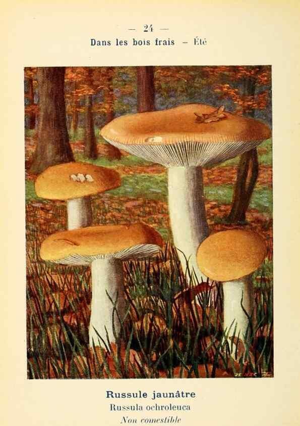 Reproducción/Reproduction 7831149116: Nouvel atlas de poche des champignons comestibles et vénéneux.. Paris,Léon Lhome,1911-1912.