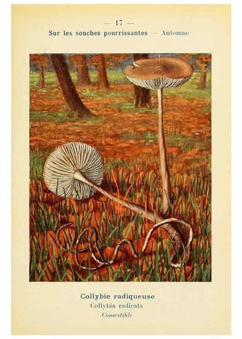 Reproducción/Reproduction 7831139284: Nouvel atlas de poche des champignons comestibles et vénéneux.. Paris,Léon Lhome,1911-1912.