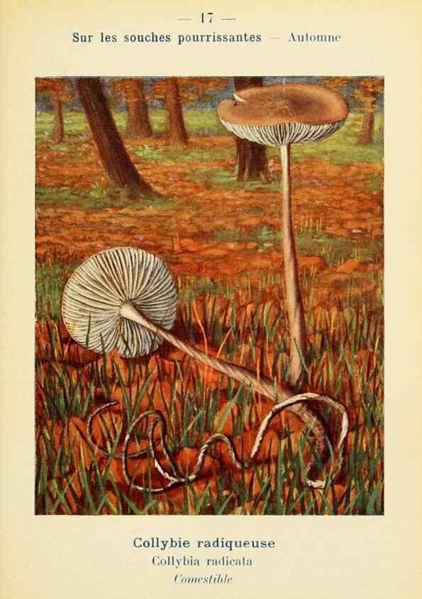 Reproducción/Reproduction 7831139284: Nouvel atlas de poche des champignons comestibles et vénéneux.. Paris,Léon Lhome,1911-1912.