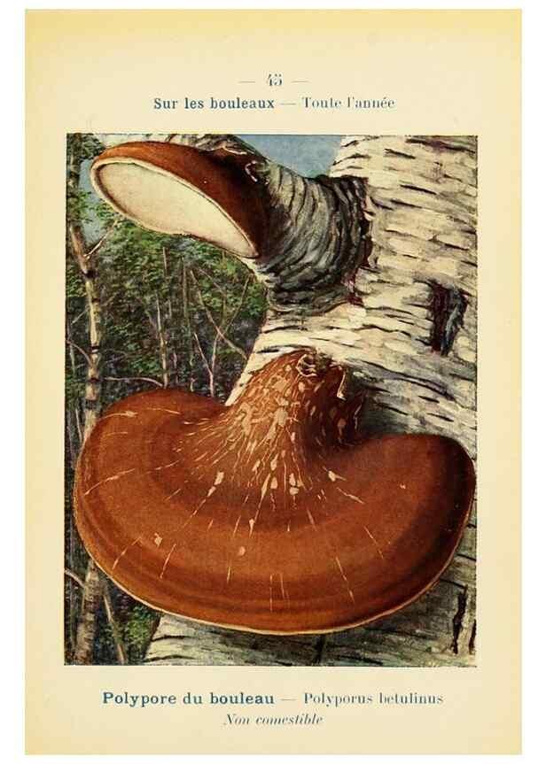 Reproducción/Reproduction 7831180826: Nouvel atlas de poche des champignons comestibles et vénéneux.. Paris,Léon Lhome,1911-1912.
