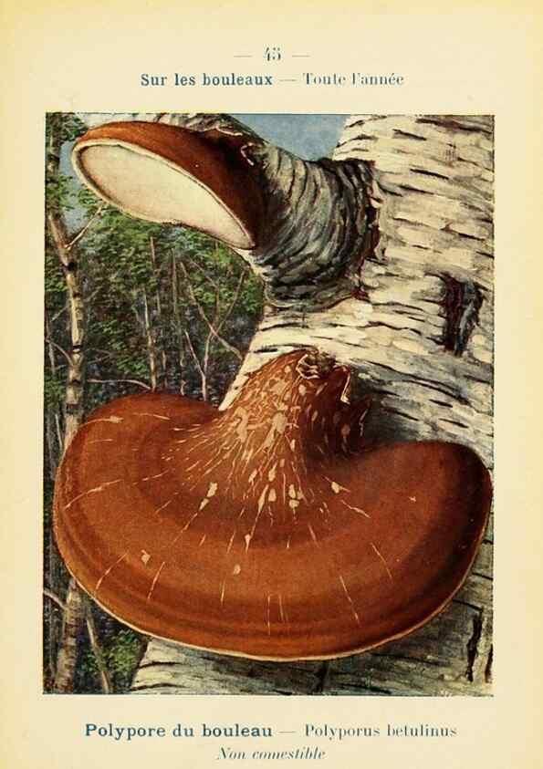 Reproducción/Reproduction 7831180826: Nouvel atlas de poche des champignons comestibles et vénéneux.. Paris,Léon Lhome,1911-1912.