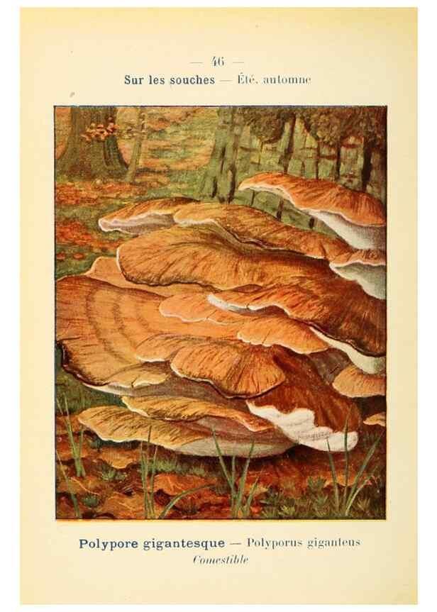 Reproducción/Reproduction 7831182588: Nouvel atlas de poche des champignons comestibles et vénéneux.. Paris,Léon Lhome,1911-1912.