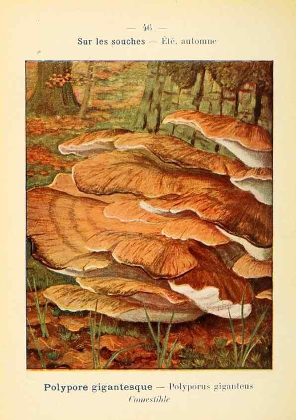 Reproducción/Reproduction 7831182588: Nouvel atlas de poche des champignons comestibles et vénéneux.. Paris,Léon Lhome,1911-1912.
