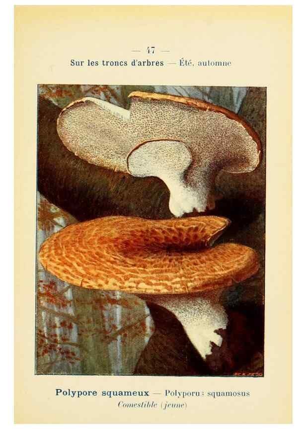 Reproducción/Reproduction 7831184004: Nouvel atlas de poche des champignons comestibles et vénéneux.. Paris,Léon Lhome,1911-1912.