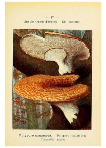 Reproducción/Reproduction 7831184004: Nouvel atlas de poche des champignons comestibles et vénéneux.. Paris,Léon Lhome,1911-1912.