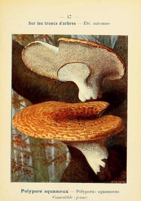 Reproducción/Reproduction 7831184004: Nouvel atlas de poche des champignons comestibles et vénéneux.. Paris,Léon Lhome,1911-1912.