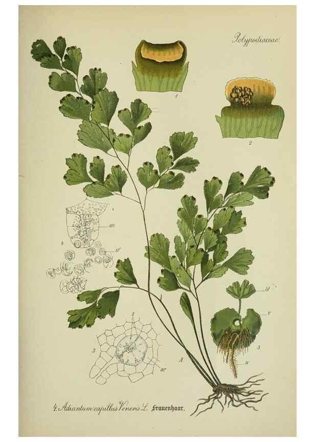 Reproducción/Reproduction 7845234148: Flora von Deutschland, Österreich und der Schweiz.. Gera,Zezschwitz,1903-