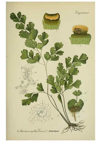 Reproducción/Reproduction 7845234148: Flora von Deutschland, Österreich und der Schweiz.. Gera,Zezschwitz,1903-
