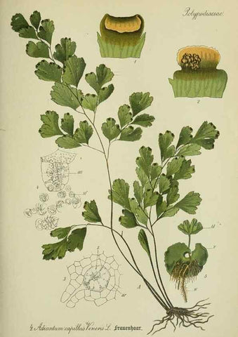 Reproducción/Reproduction 7845234148: Flora von Deutschland, Österreich und der Schweiz.. Gera,Zezschwitz,1903-