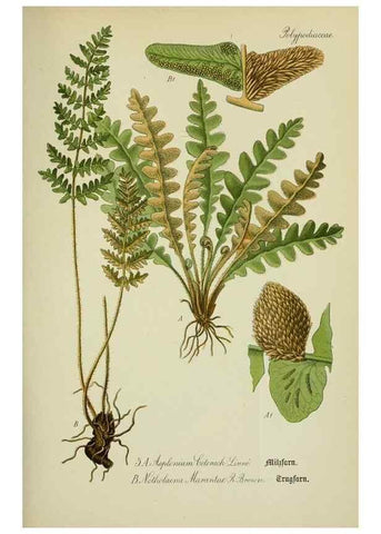 Reproducción/Reproduction 7845235380: Flora von Deutschland, Österreich und der Schweiz.. Gera,Zezschwitz,1903-