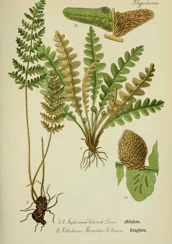 Reproducción/Reproduction 7845235380: Flora von Deutschland, Österreich und der Schweiz.. Gera,Zezschwitz,1903-